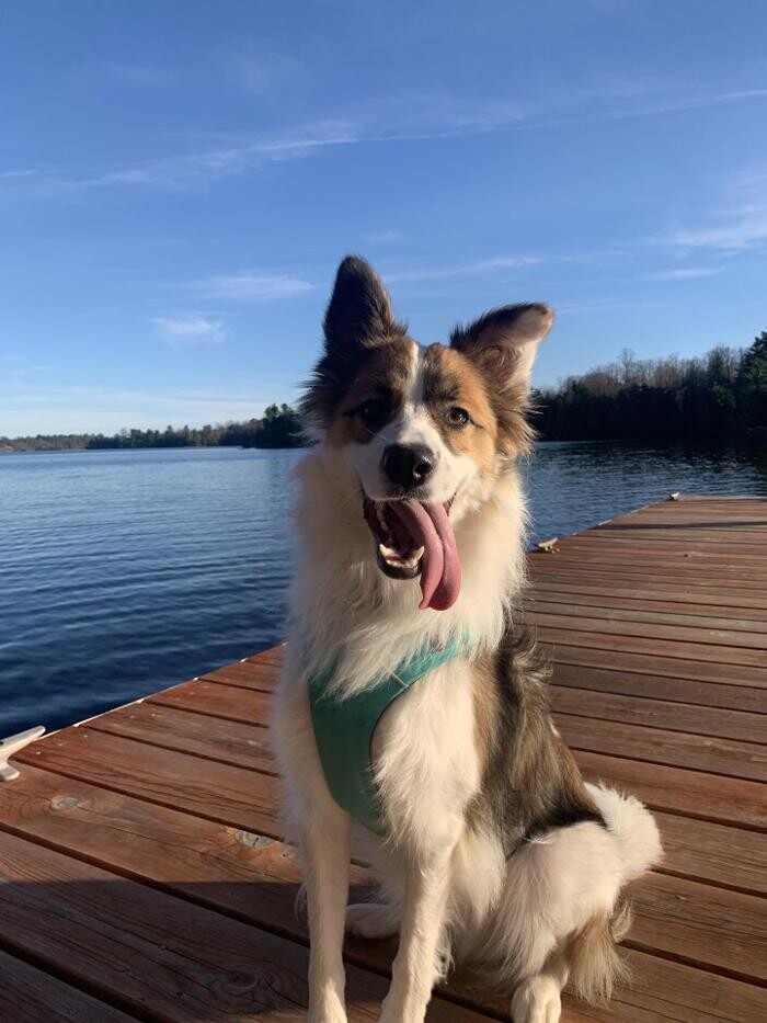 Images Kennel Club Boarding
