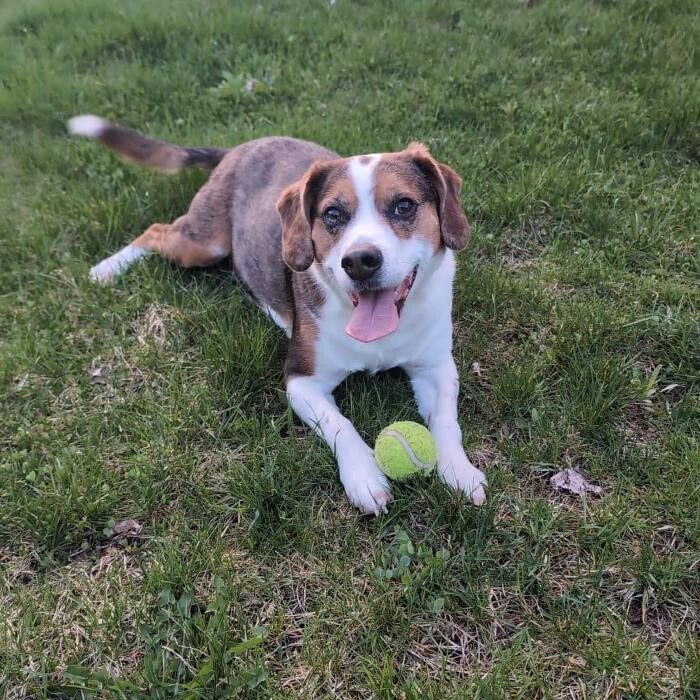Images Kennel Club Boarding