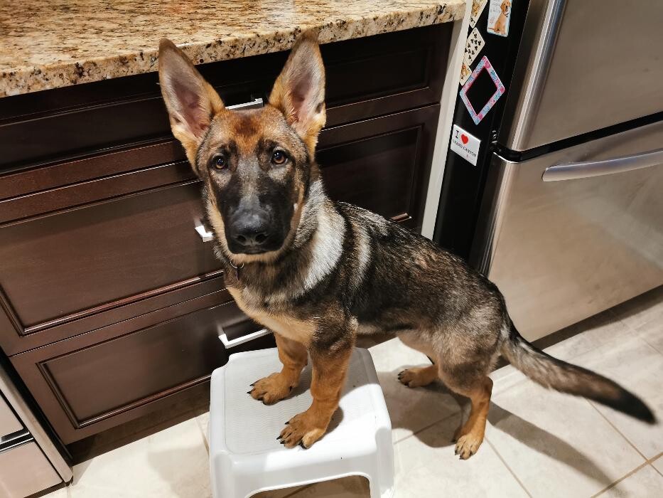 Images Kennel Club Boarding