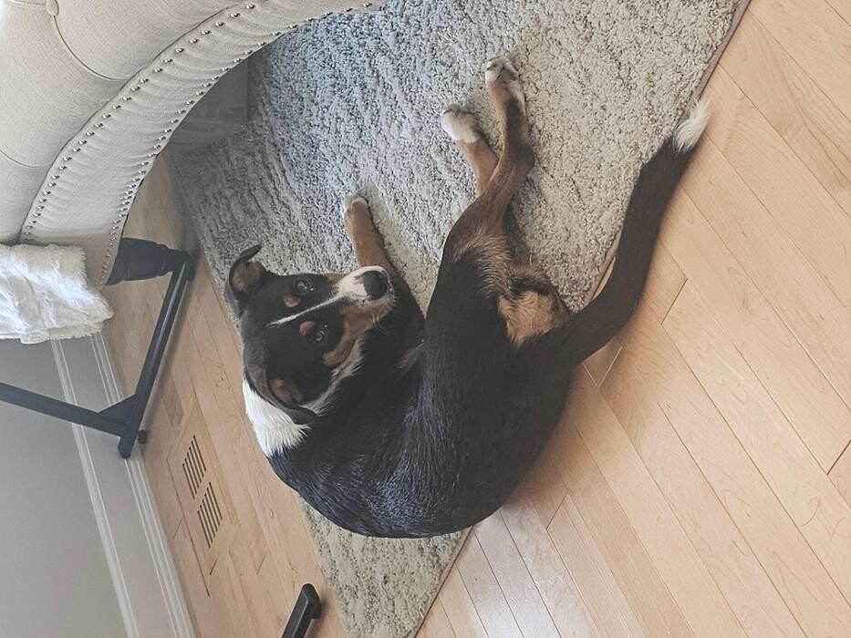 Images Kennel Club Boarding