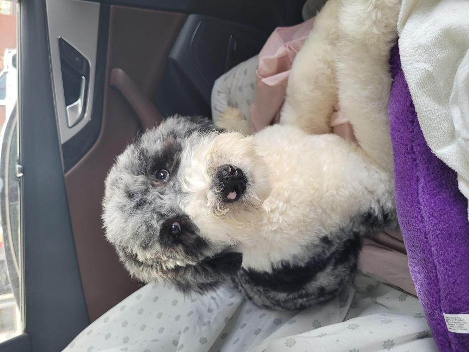 Images Kennel Club Boarding