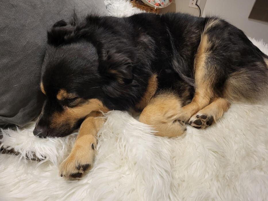 Images Kennel Club Boarding