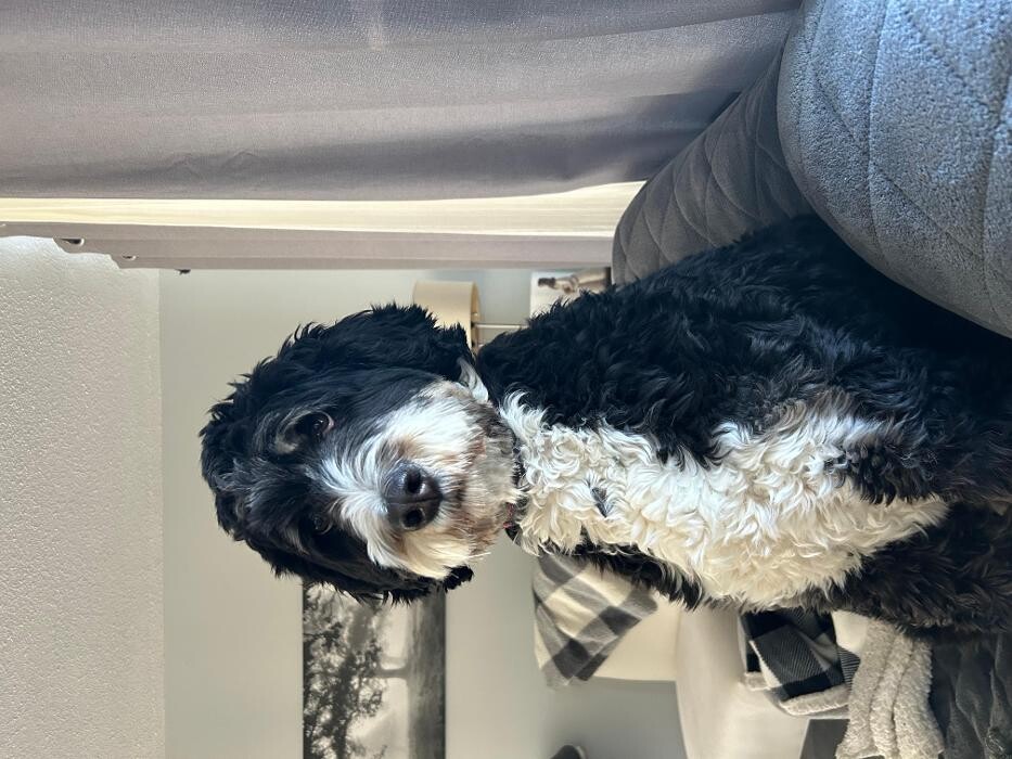 Images Kennel Club Boarding