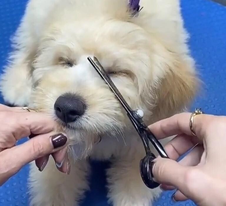 Images PawLished Pets Spa & Clubhouse