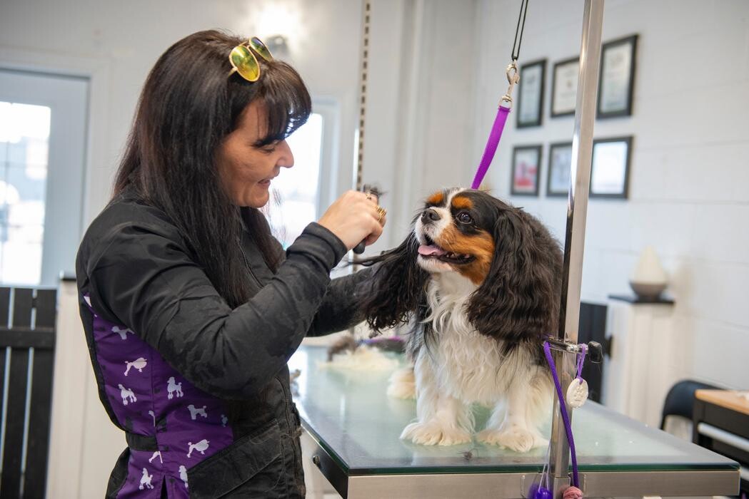 Images PawLished Pets Spa & Clubhouse