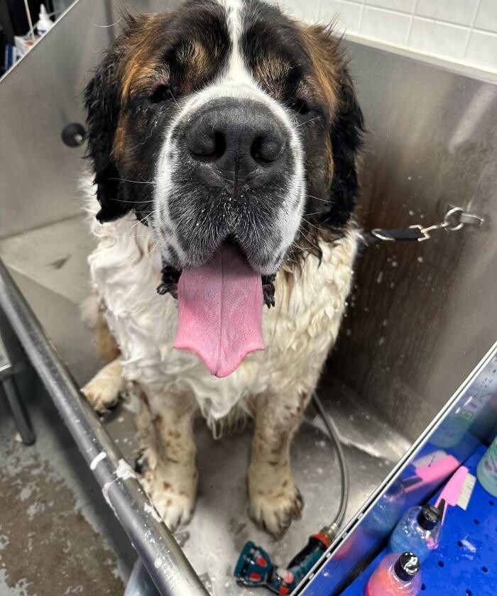 Images PawLished Pets Spa & Clubhouse