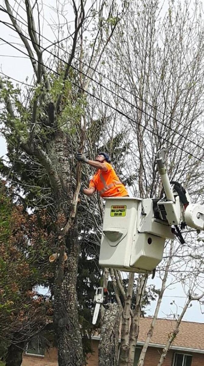 Images Branching Out Tree Service Ltd