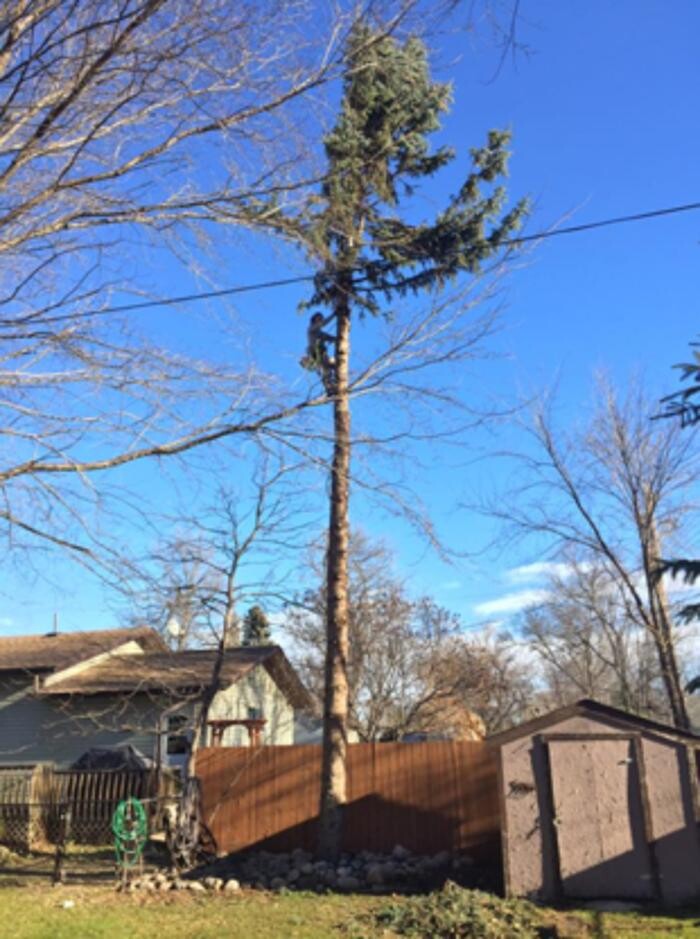 Images Branching Out Tree Service Ltd