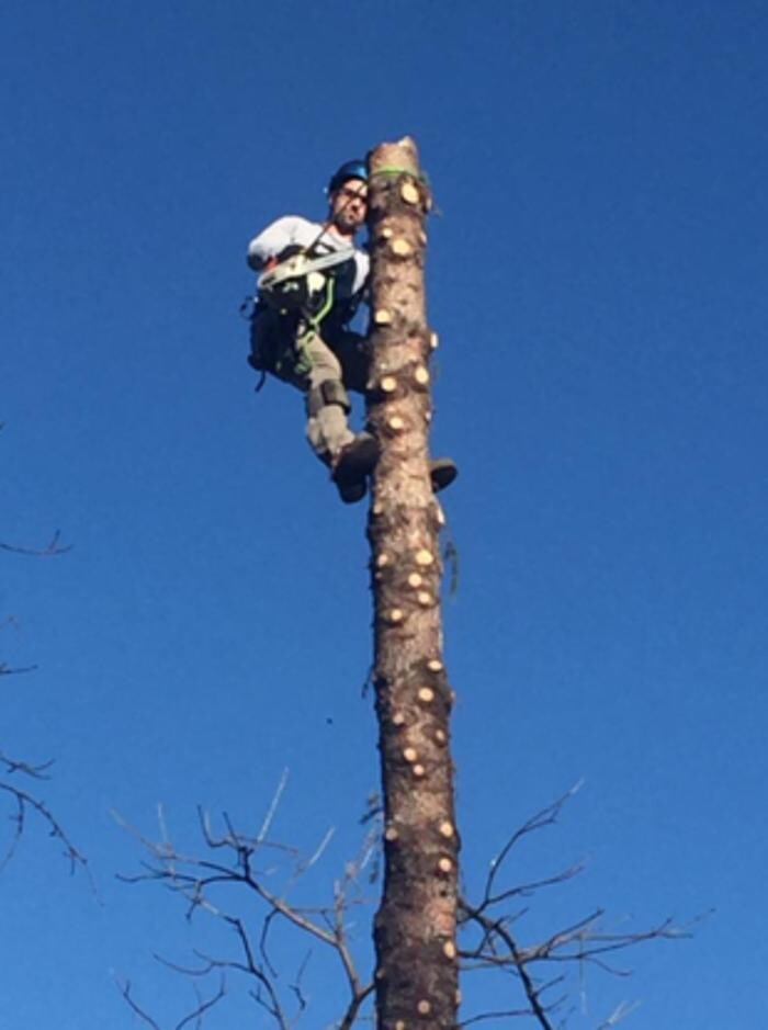 Images Branching Out Tree Service Ltd