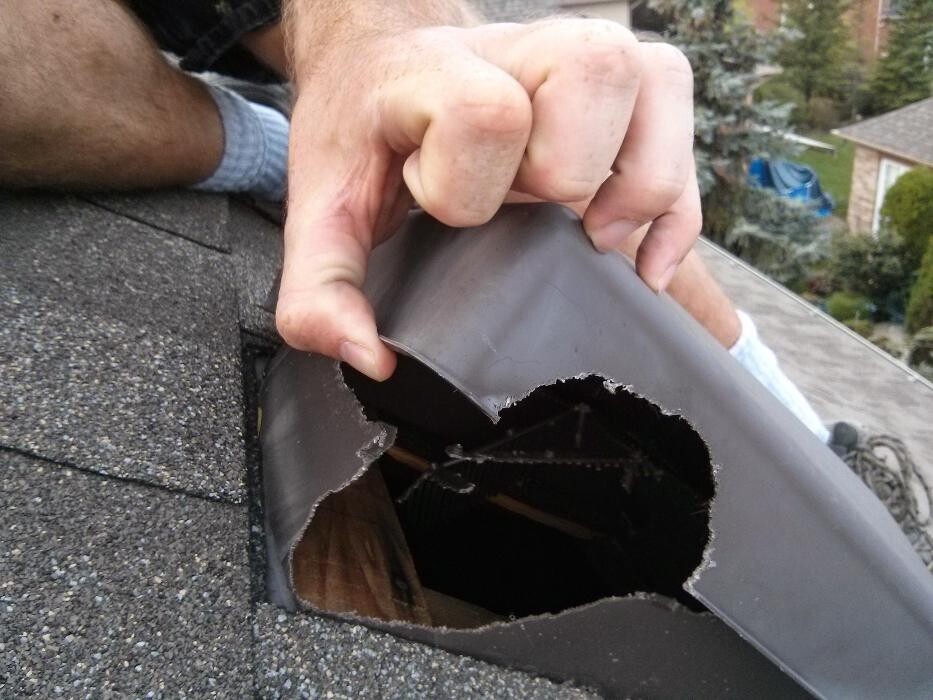 Images Critter Control of Toronto (Downtown Toronto)