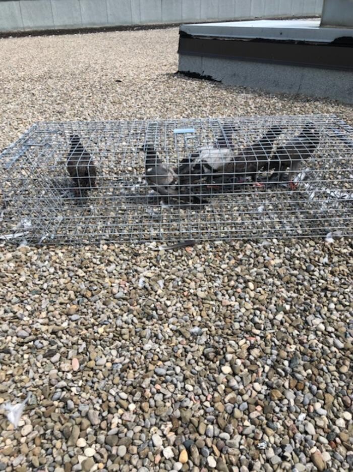 Images Critter Control of Toronto (Downtown Toronto)
