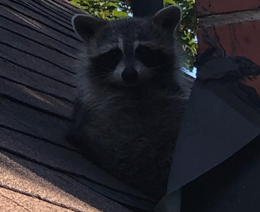Images Critter Control of Toronto (Downtown Toronto)
