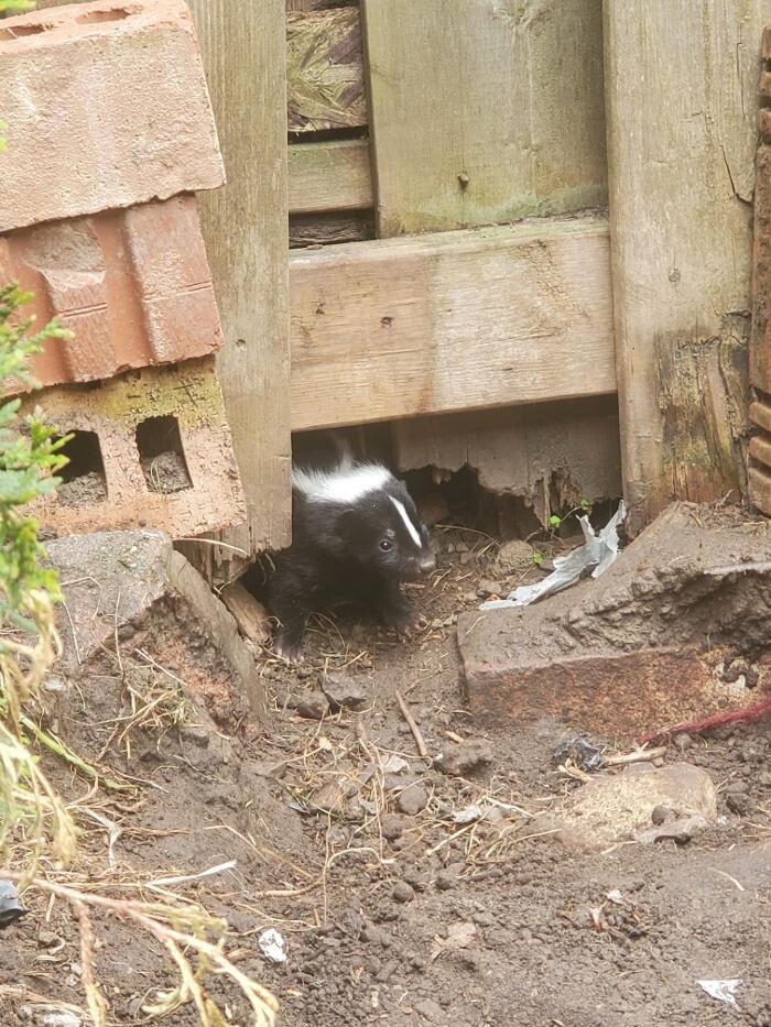 Images Critter Control of Toronto (Downtown Toronto)