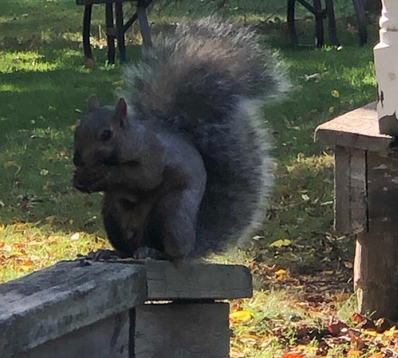 Images Critter Control of Toronto (Downtown Toronto)