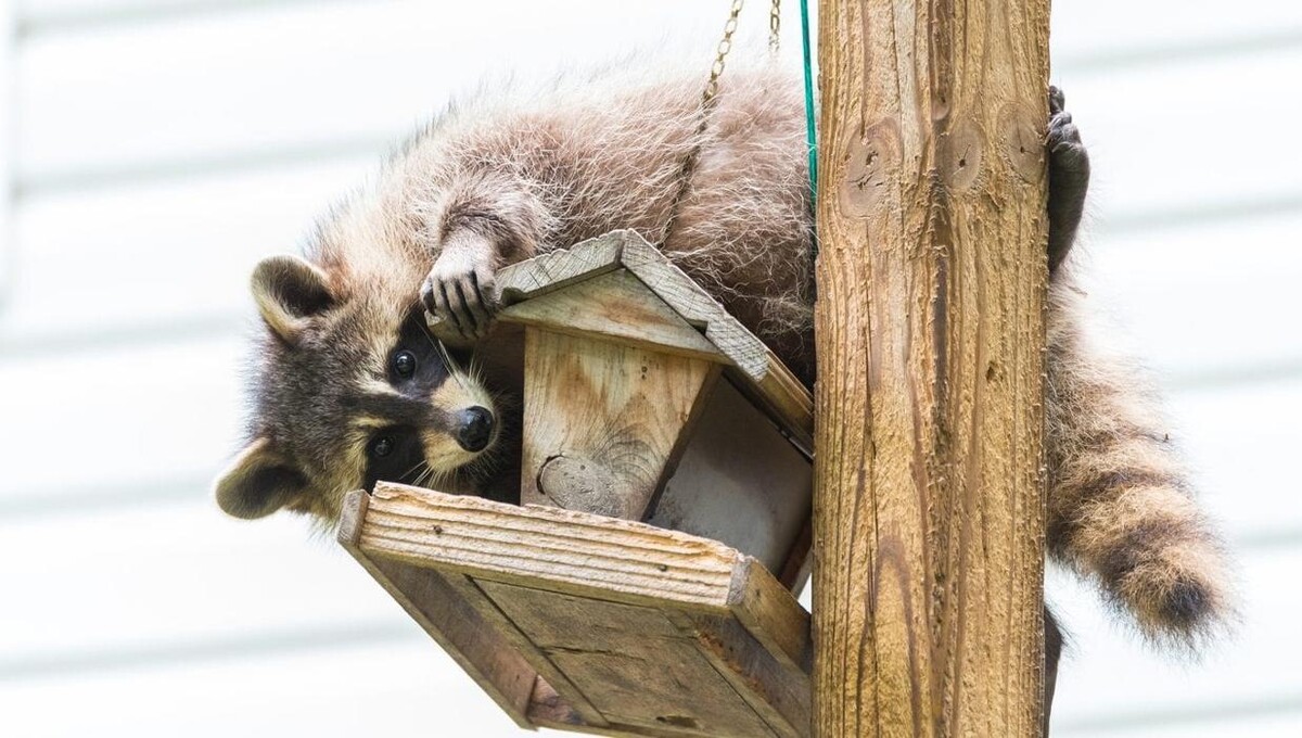Images Critter Control of Toronto (Downtown Toronto)