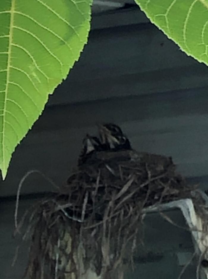 Images Critter Control of Toronto (Downtown Toronto)