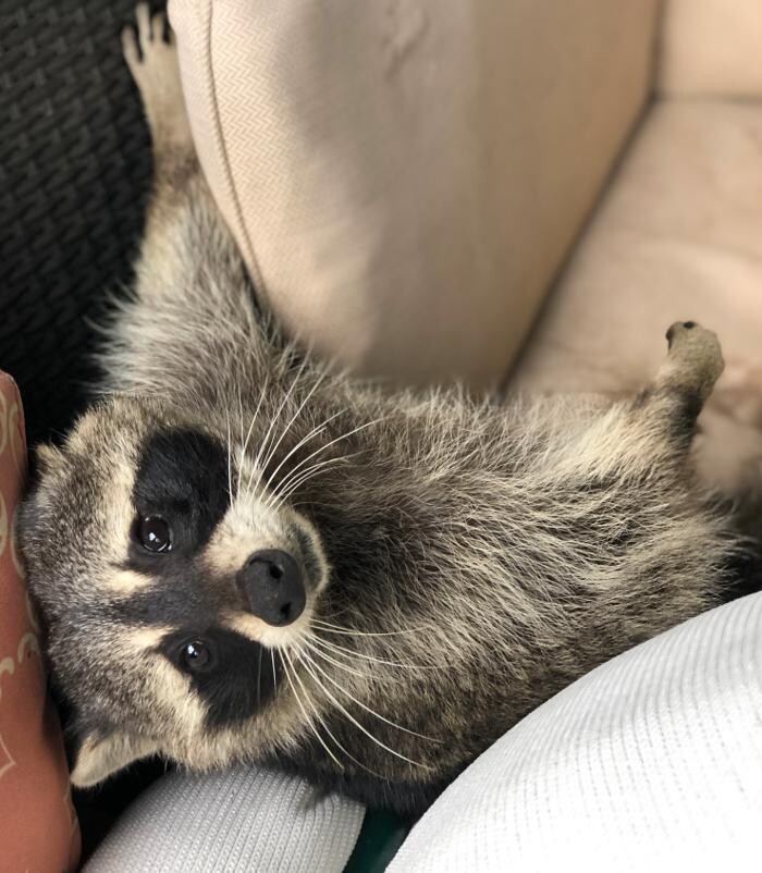 Images Critter Control of Toronto (Downtown Toronto)