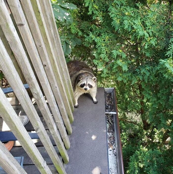 Images Critter Control of Toronto (Downtown Toronto)