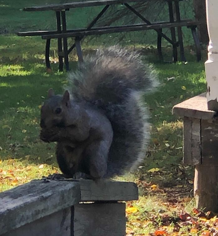 Images Critter Control of Toronto (Downtown Toronto)