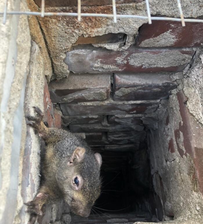 Images Critter Control of Toronto (Downtown Toronto)
