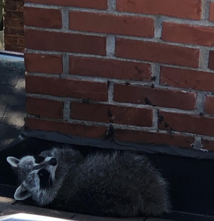 Images Critter Control of Toronto (Downtown Toronto)