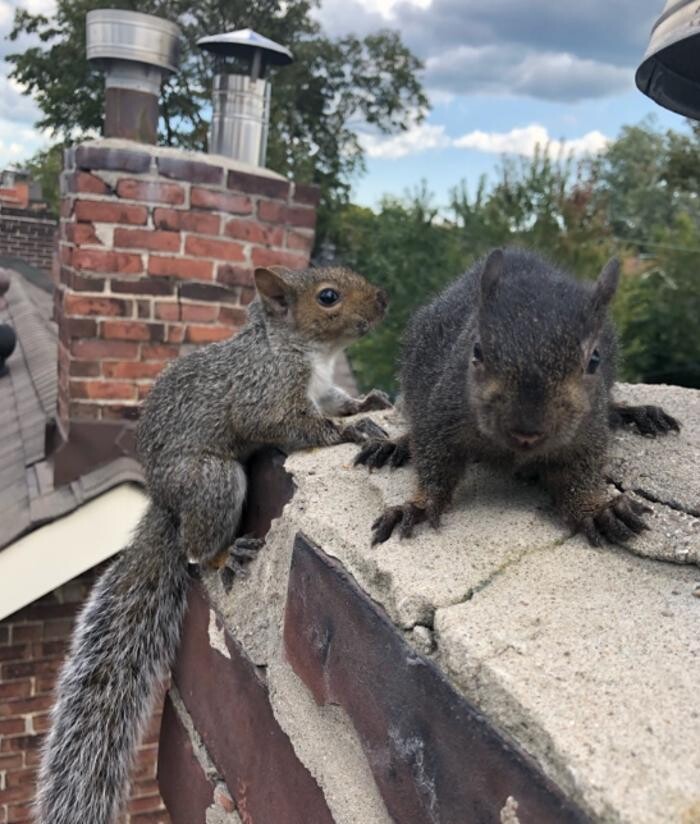 Images Critter Control of Toronto (Downtown Toronto)