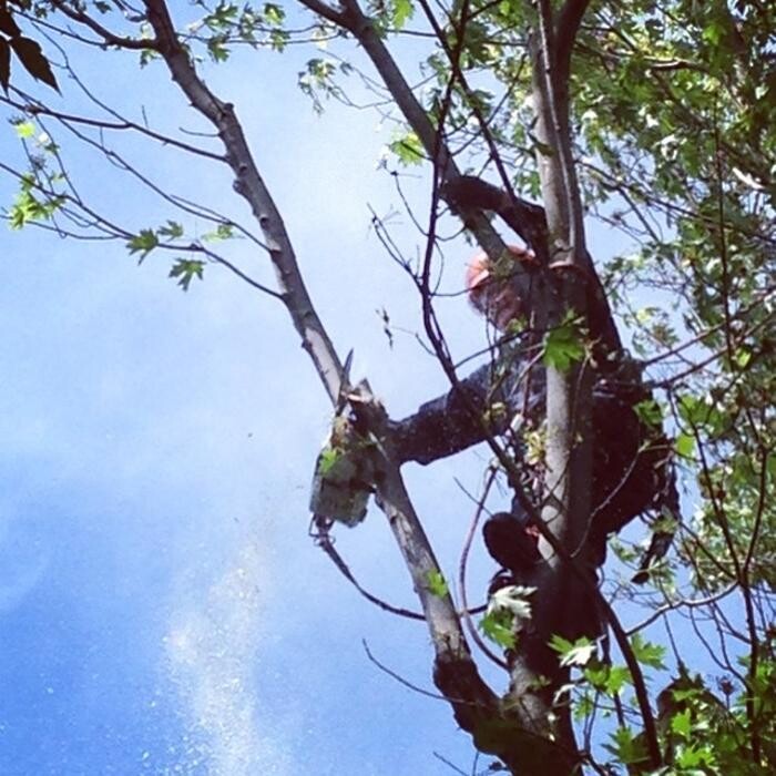 Images Émondage Insta-Coupe Inc Service d'Arbres