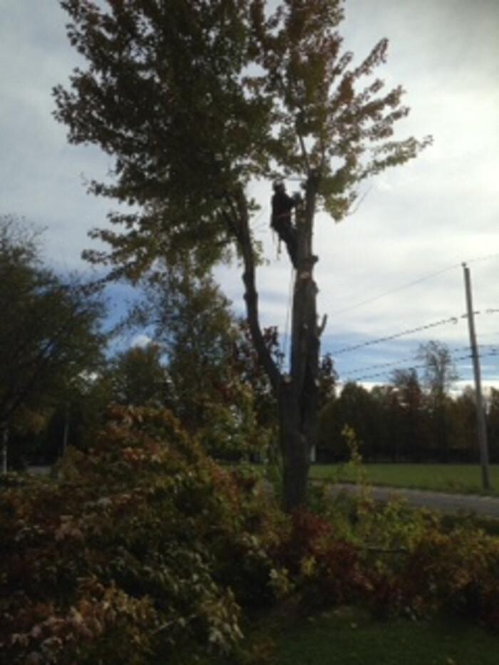 Images Émondage Insta-Coupe Inc Service d'Arbres