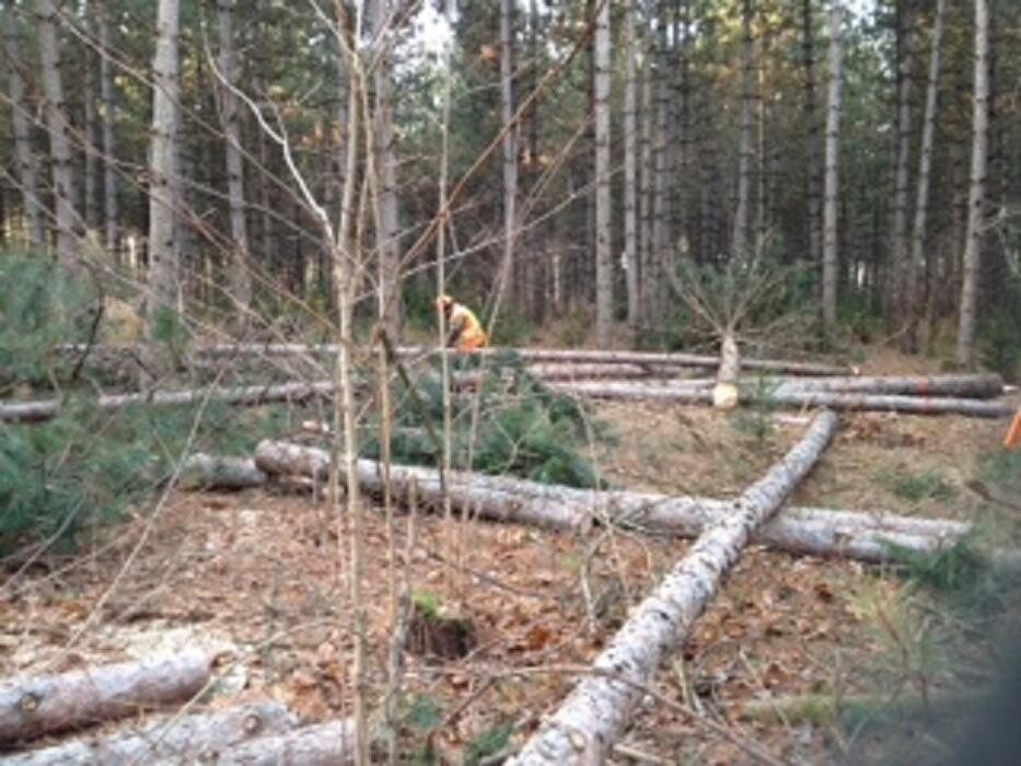 Images Émondage Insta-Coupe Inc Service d'Arbres