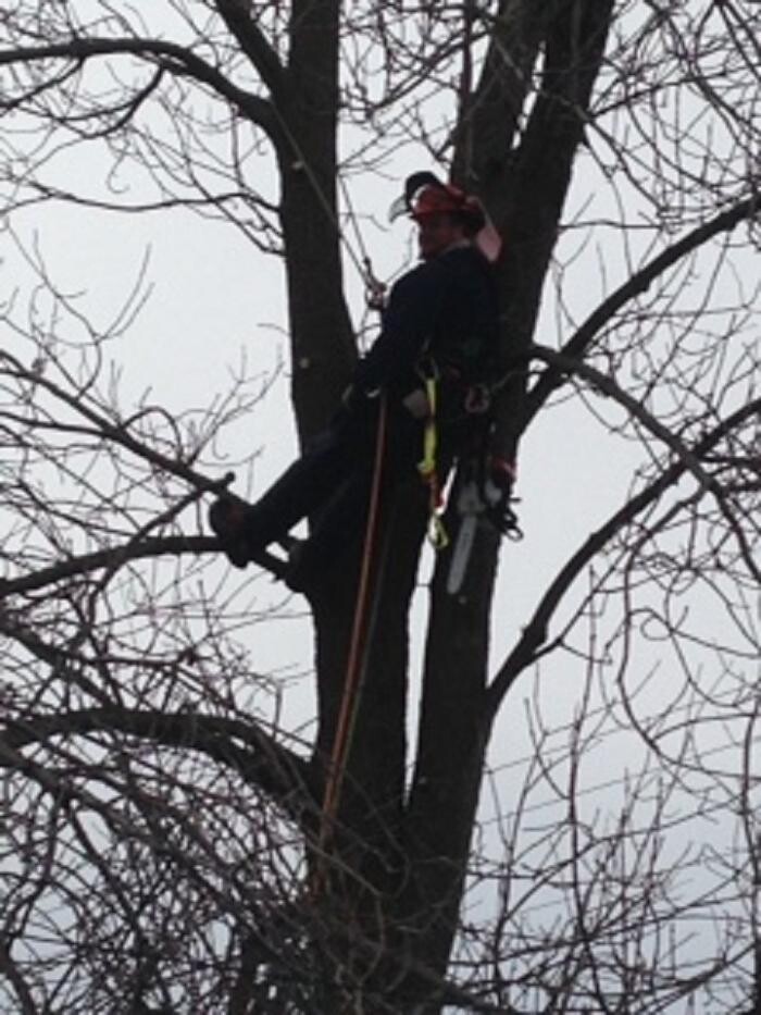Images Émondage Insta-Coupe Inc Service d'Arbres