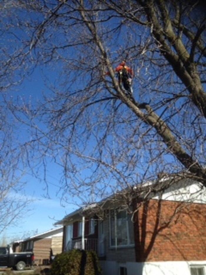 Images Émondage Insta-Coupe Inc Service d'Arbres
