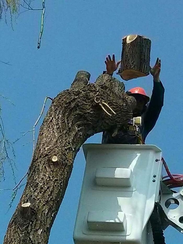 Images Émondage Insta-Coupe Inc Service d'Arbres