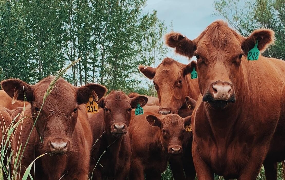 Images Charlotte Lake Farms