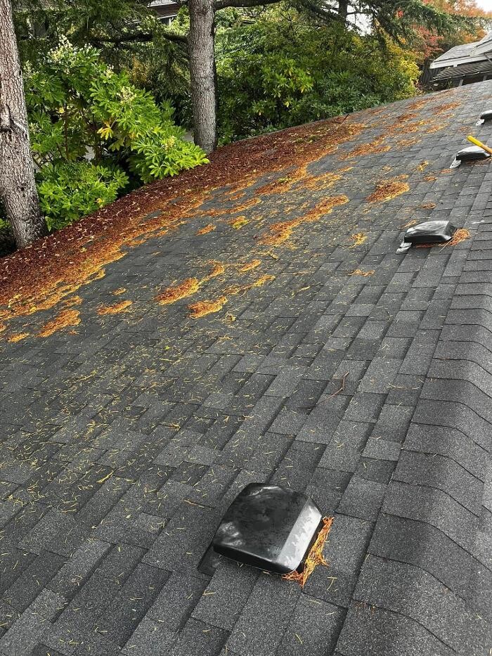 Images Campbell River Gutter Cleaning & Property Maintenance