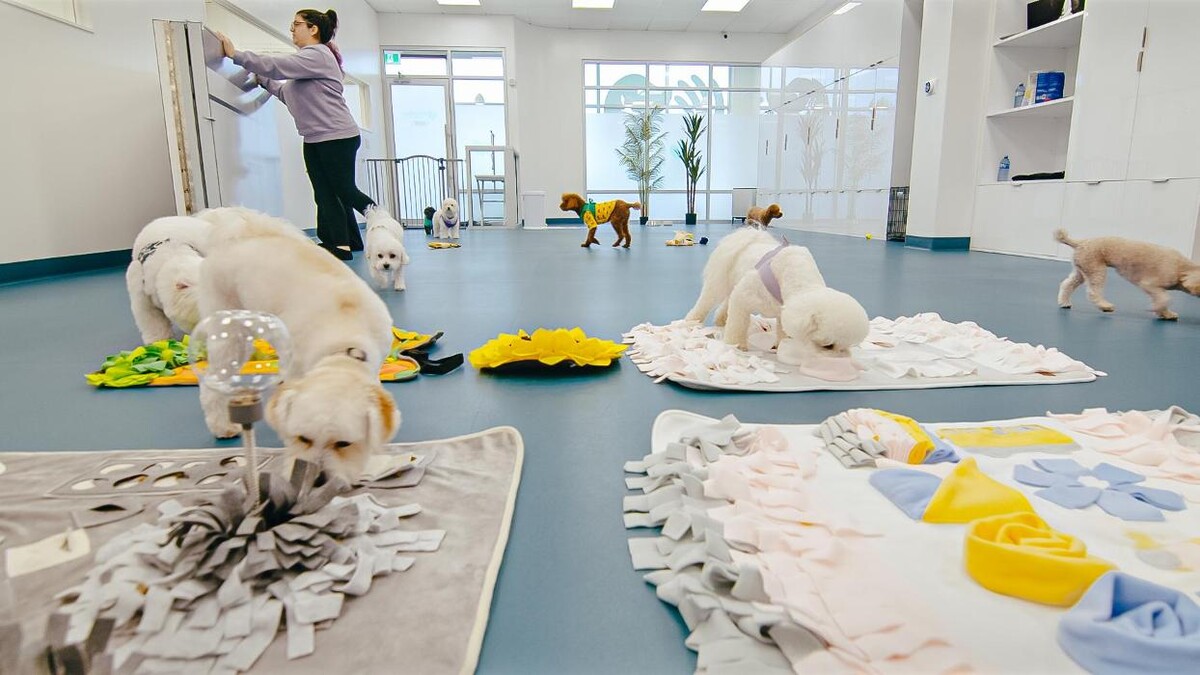 Images Petcious Dog Spa and Play
