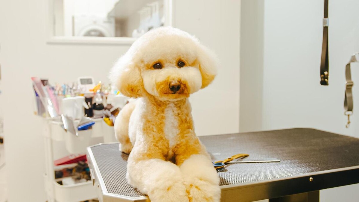 Images Petcious Dog Spa and Play