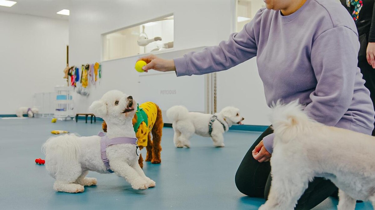 Images Petcious Dog Spa and Play