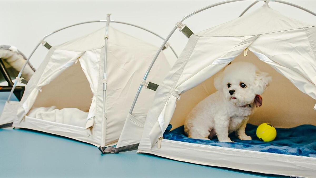 Images Petcious Dog Spa and Play