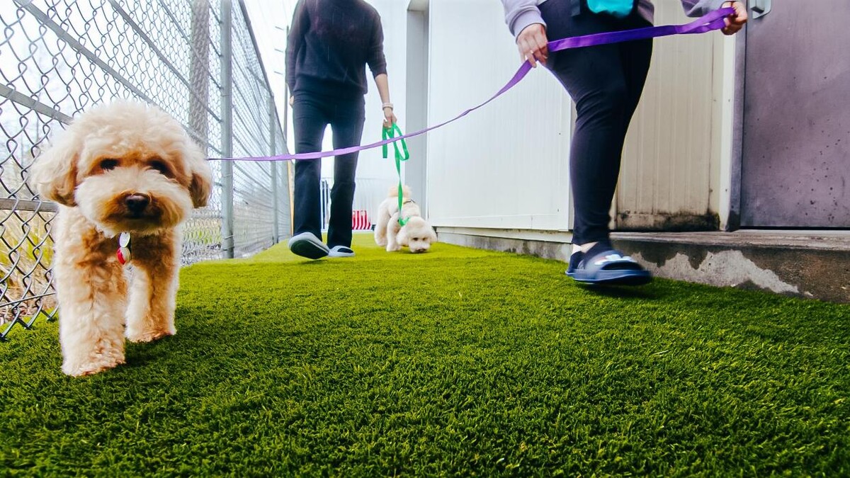 Images Petcious Dog Spa and Play