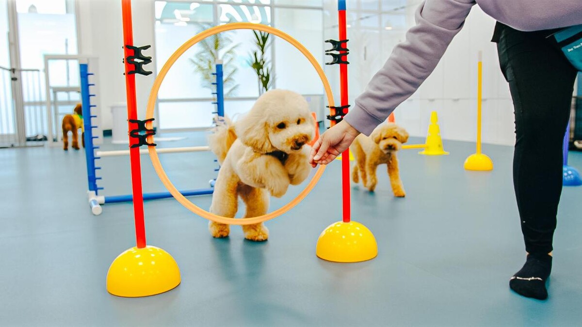 Images Petcious Dog Spa and Play