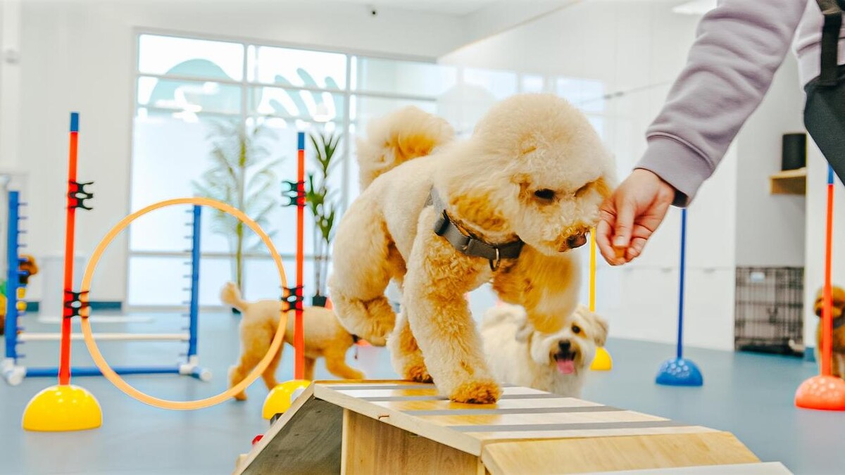 Images Petcious Dog Spa and Play