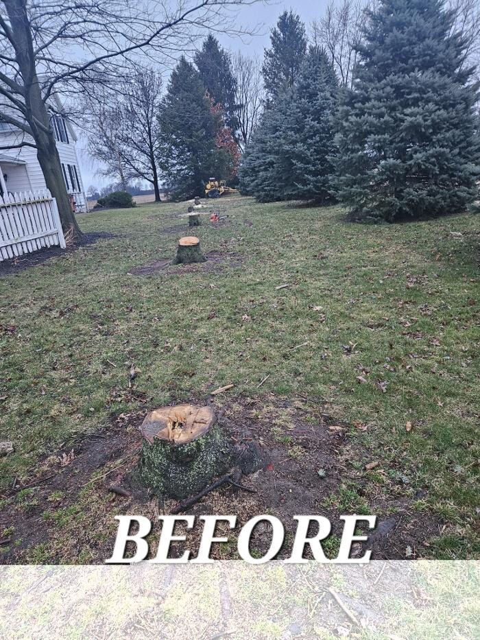 Images DTE Stump Grinding