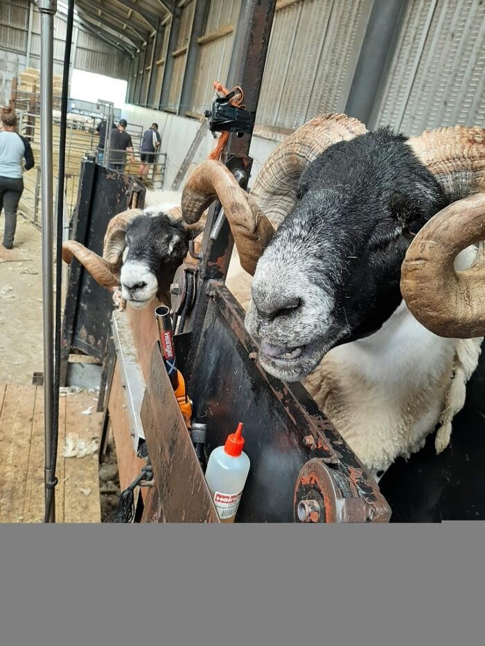 Images Kuepfer Custom Shearing