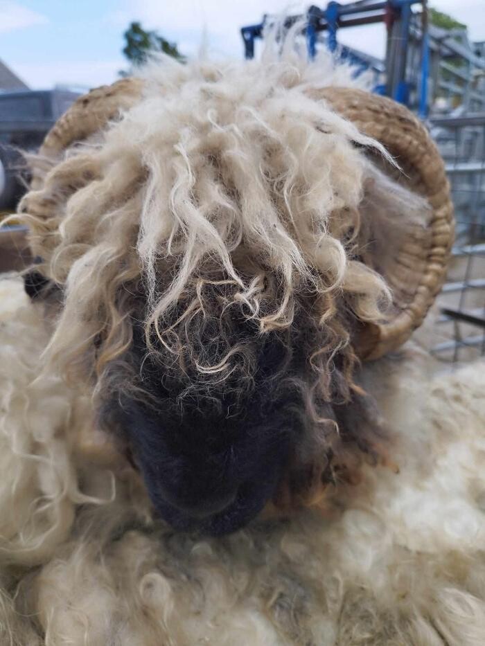 Images Kuepfer Custom Shearing