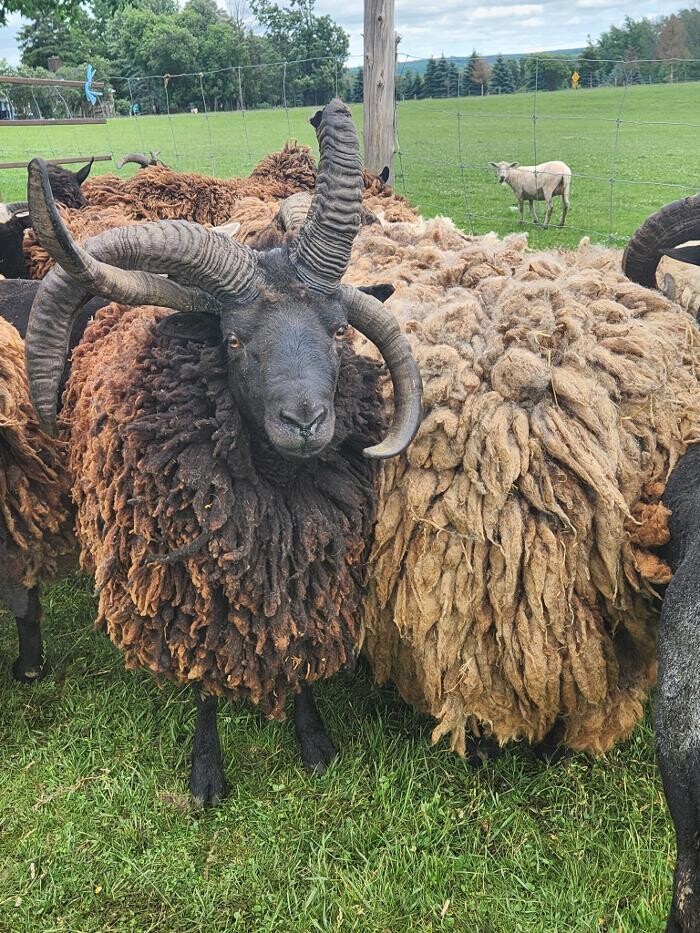 Images Kuepfer Custom Shearing