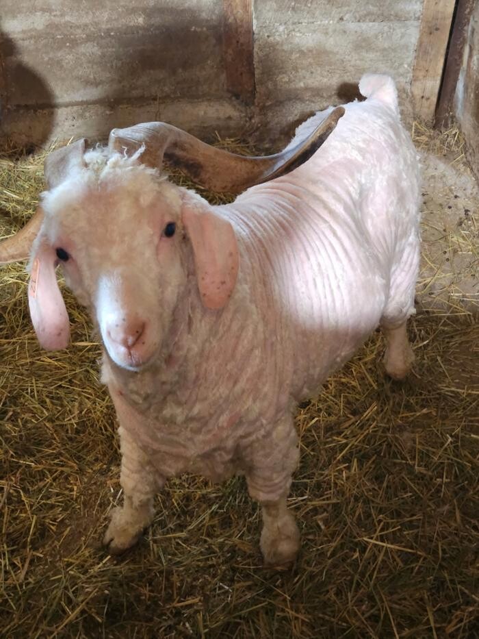 Images Kuepfer Custom Shearing