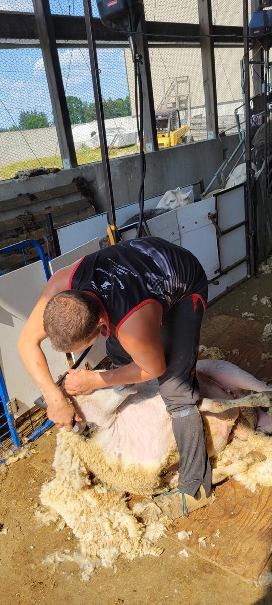 Images Kuepfer Custom Shearing