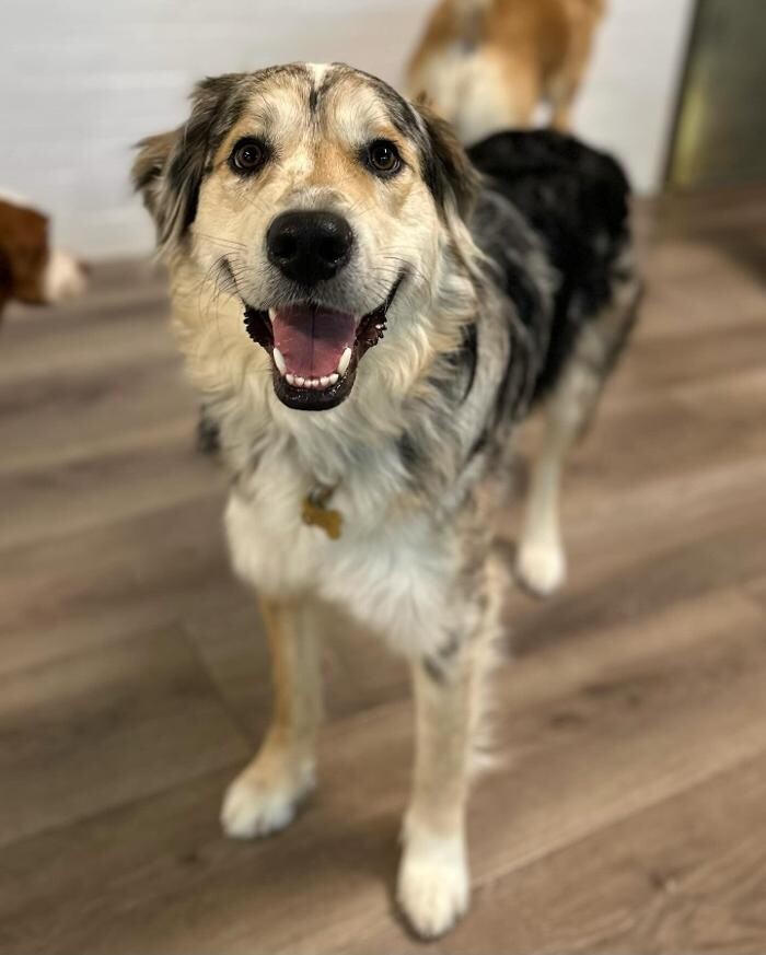 Images Dogdays Daycare Inc.