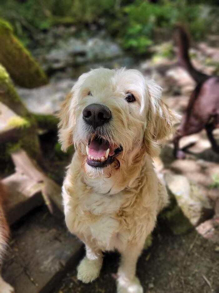 Images Dog Zen