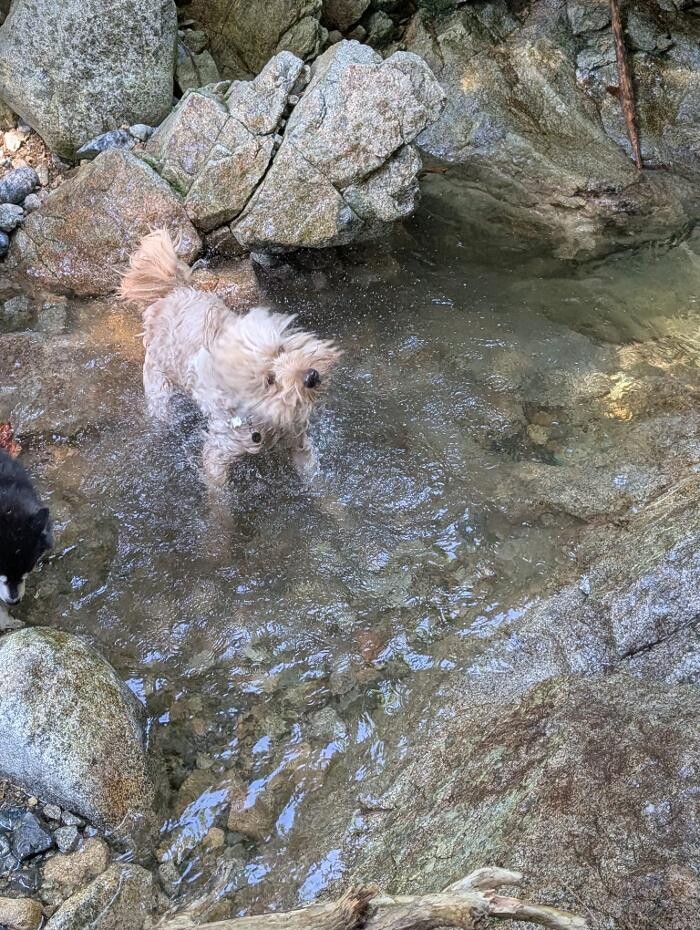 Images Dog Zen